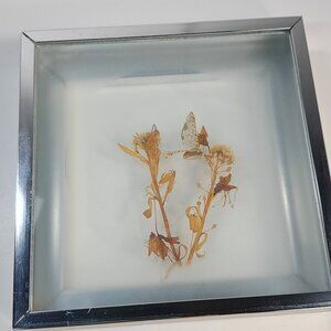 Butterfly dried flowers‎ collage wall art diorama silver square framed taxidermy